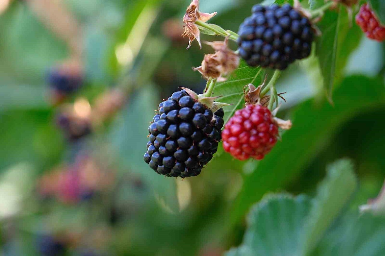 BURSA BÜYÜKŞEHİR BELEDİYESİNİN KIRSAL KALKINMAYI DESTEKLEMEK AMACIYLA BAŞLATTIĞI FİDE VE FİDAN...