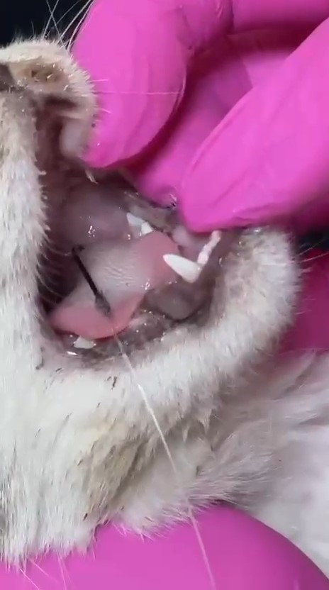 ÇANAKKALE'DE AĞZINA OLTA KANCASI TAKILAN KEDİ VATANDAŞLARDAN ADETA YARDIM İSTEDİ. DUYARLI ANNE KIZ...