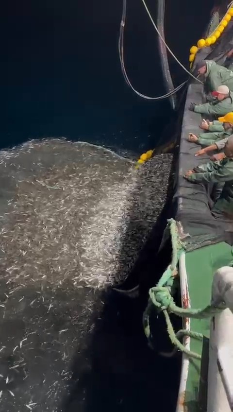 ÇANAKKALE'DE AVA ÇIKAN BALIKÇI TEKNESİ AĞLARINA TAKILAN BİNLERCE YAVRU KUPES BALIĞINI DENİZE GERİ...