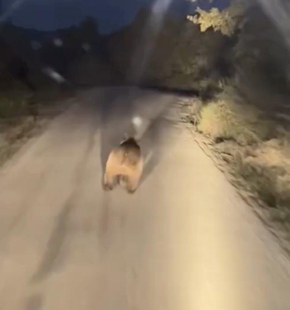 ÇANAKKALE'NİN BİGA İLÇESİNDE SEYİR HALİNDE OLAN ARACIN ÖNÜNE ÇIKAN AYI BİR SÜRE ARAÇ İLE ADETA...