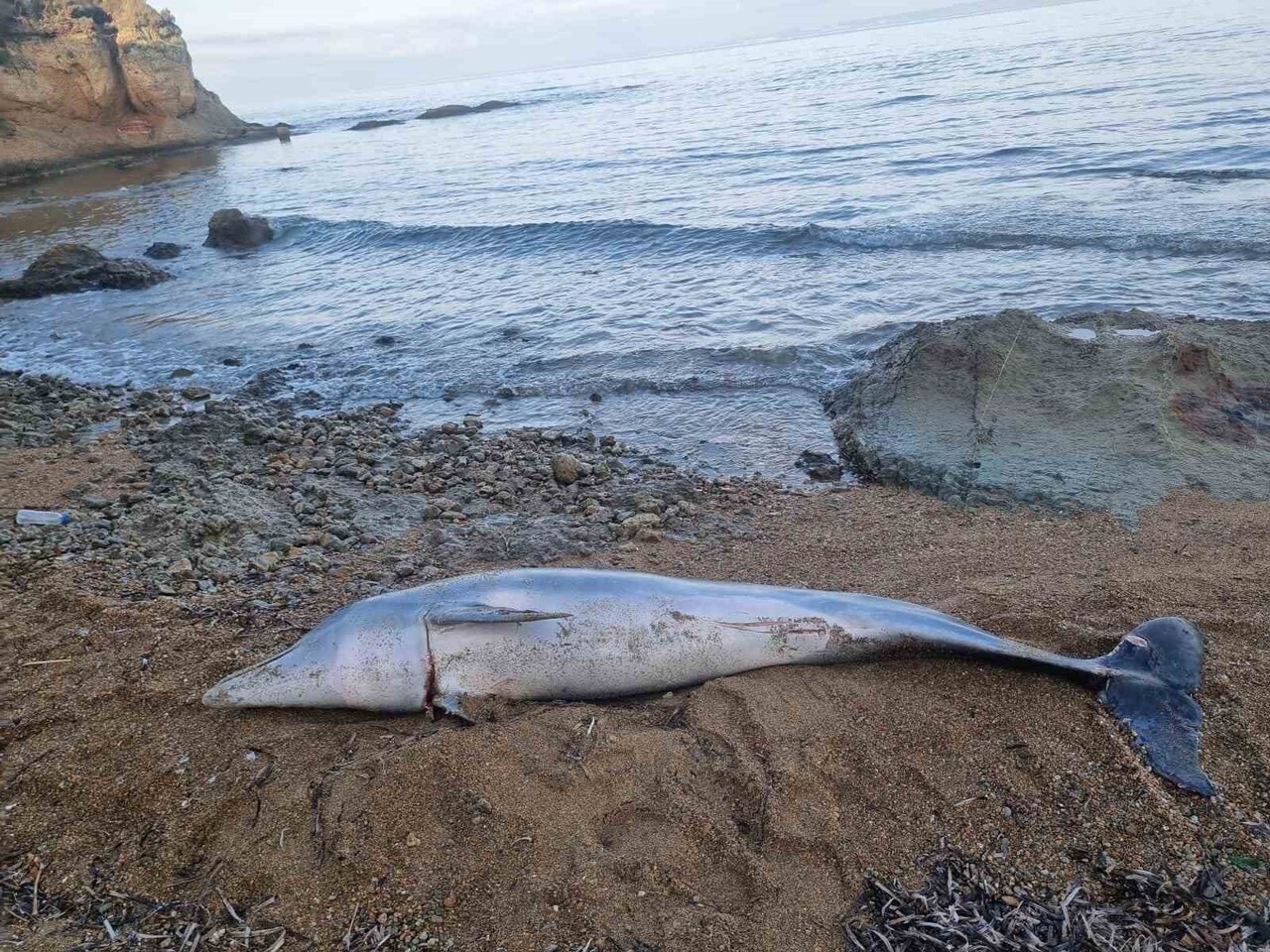 ÇANAKKALE’NİN GELİBOLU İLÇESİNDE SAHİLE YUNUS BALIĞI VURDU.