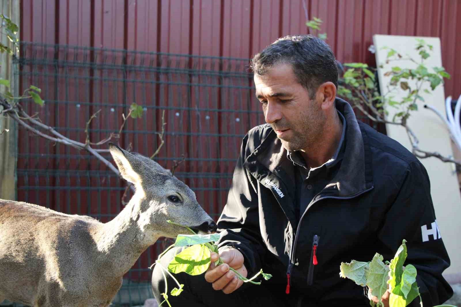 ÇANAKKALE’NİN MERKEZİNE BAĞLI DÜMREK KÖYÜ MUHTARI ABDÜLKERİM YAVUZ, MERADA ÇOBAN KÖPEKLERİ...
