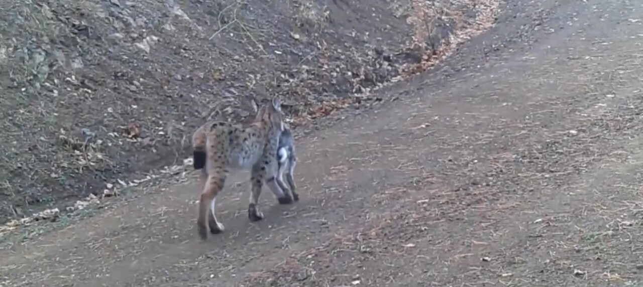 ÇANKIRI'DA AVLADIĞI HAYVANI AĞZINDA TAŞIYAN VAŞAK, KARACALAR VE KURT SÜRÜSÜ FOTOKAPAN KAMERALARINA...