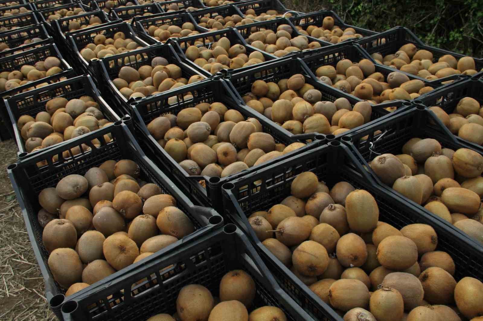 ÇARŞAMBA İLÇE TARIM VE ORMAN MÜDÜRLÜĞÜ KOORDİNATÖRLÜĞÜNDE, ÇARŞAMBA ZİRAAT ODASI VE ÇARŞAMBA KİVİ...