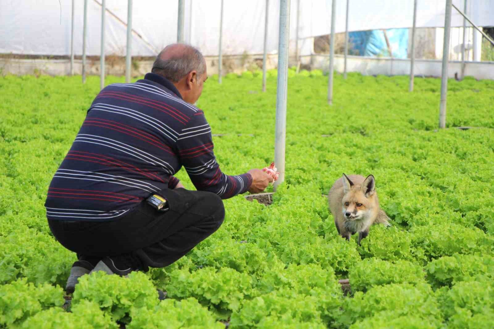 ÇİFTÇİ NECATİ SARI, ‘EYLÜL’ ADINI VERDİĞİ KURNAZLIĞIYLA BİLİNEN DOSTU İÇİN BİR AY BOYUNCA MANGAL...