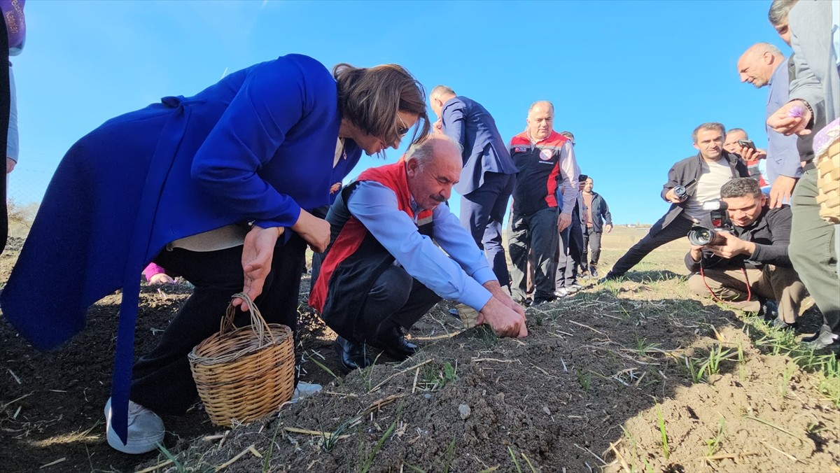 Çorum'da kadın çiftçiler tarafından yetiştirilen safran törenle hasat edildi.