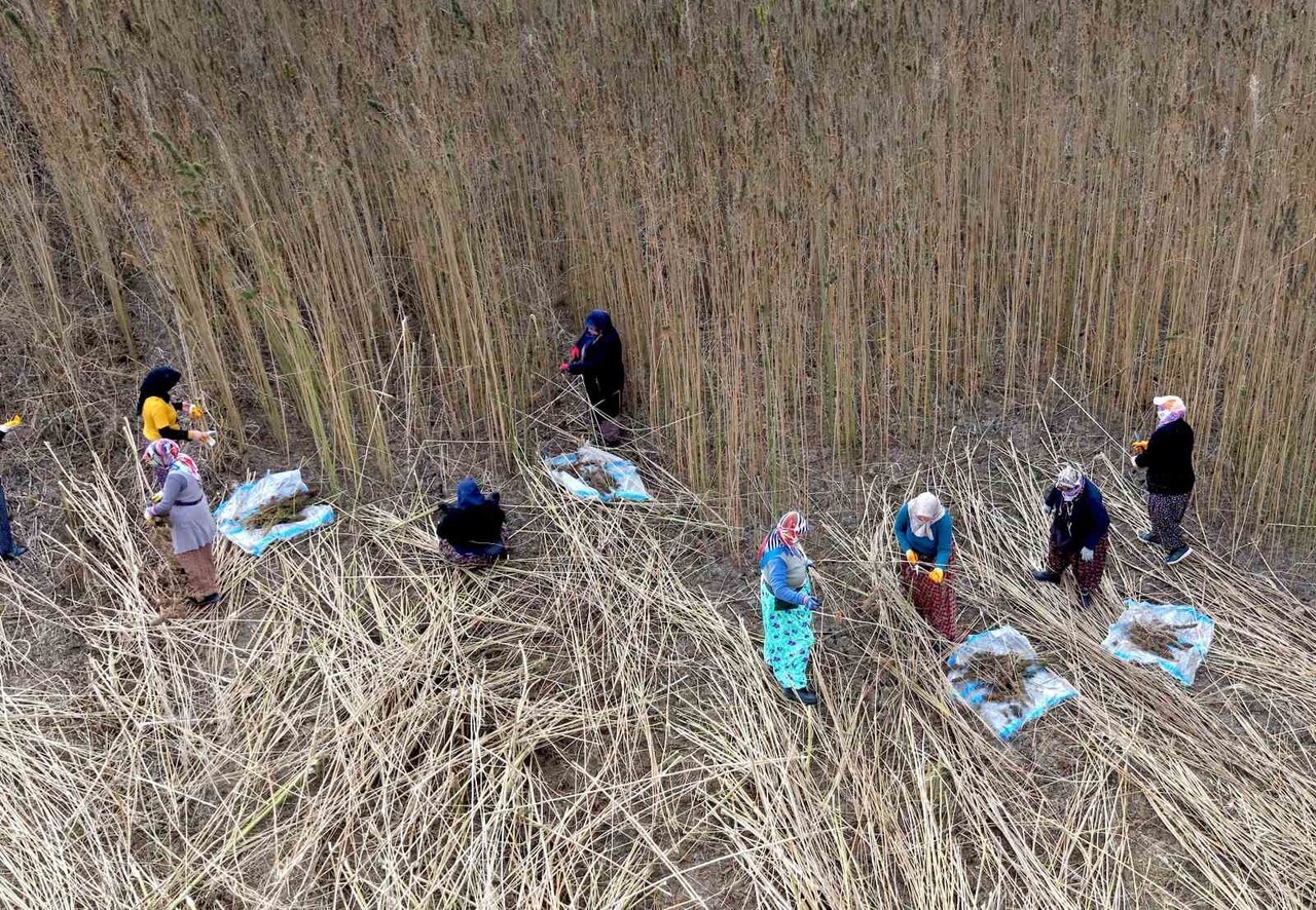 ÇORUM’DA ÇİFTÇİLER TARAFINDAN YAKLAŞIK 150 DÖNÜM ALANDA DENEME AMACIYLA EKİMİ YAPILAN ENDÜSTRİYEL...