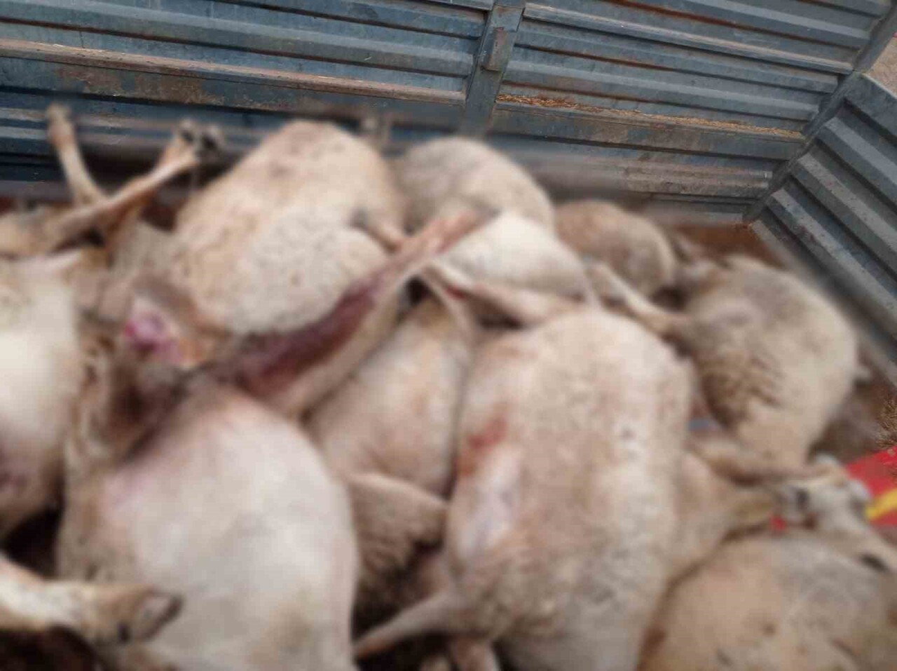 ÇORUM’UN SUNGURLU İLÇESİNE BAĞLI BİR KÖYDE KURT SÜRÜSÜ, 300 KÜÇÜKBAŞ HAYVANDAN OLUŞAN SÜRÜYE...