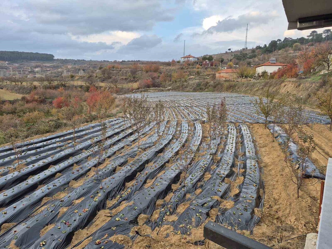 DENİZLİ’NİN BULDAN İLÇESİNDE BİN 980 DEKAR ALANDA, BİR DEKARDA 1 TON ÇİLEK ÜRETİMİ...