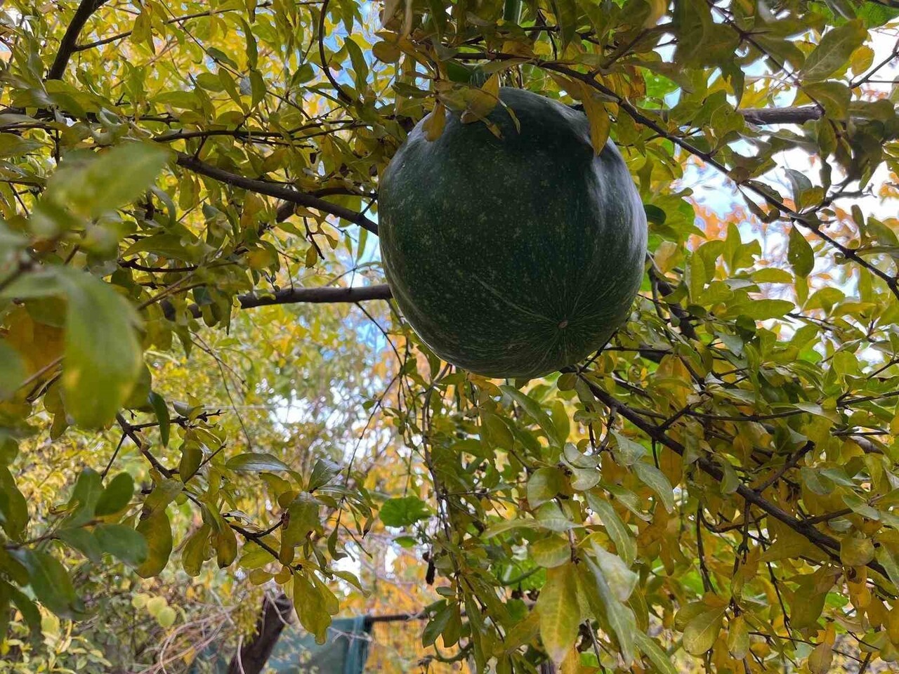 DENİZLİ’NİN BULDAN İLÇESİNDE BİR VATANDAŞIN BAHÇEYE EKTİĞİ KABAK AĞACI, NAR AĞACININ TEPESİNDE...