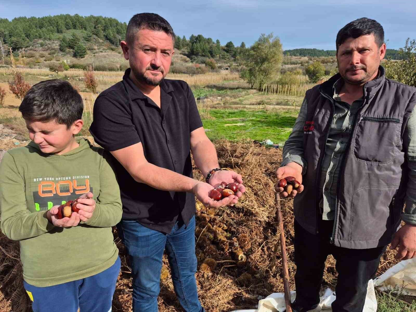 DENİZLİ’NİN BULDAN İLÇESİNDE COĞRAFİ İŞARETLİ ŞEKERCİK CİNSİ ALANDIZ KESTANESİNDE HASAT BAŞLADI....