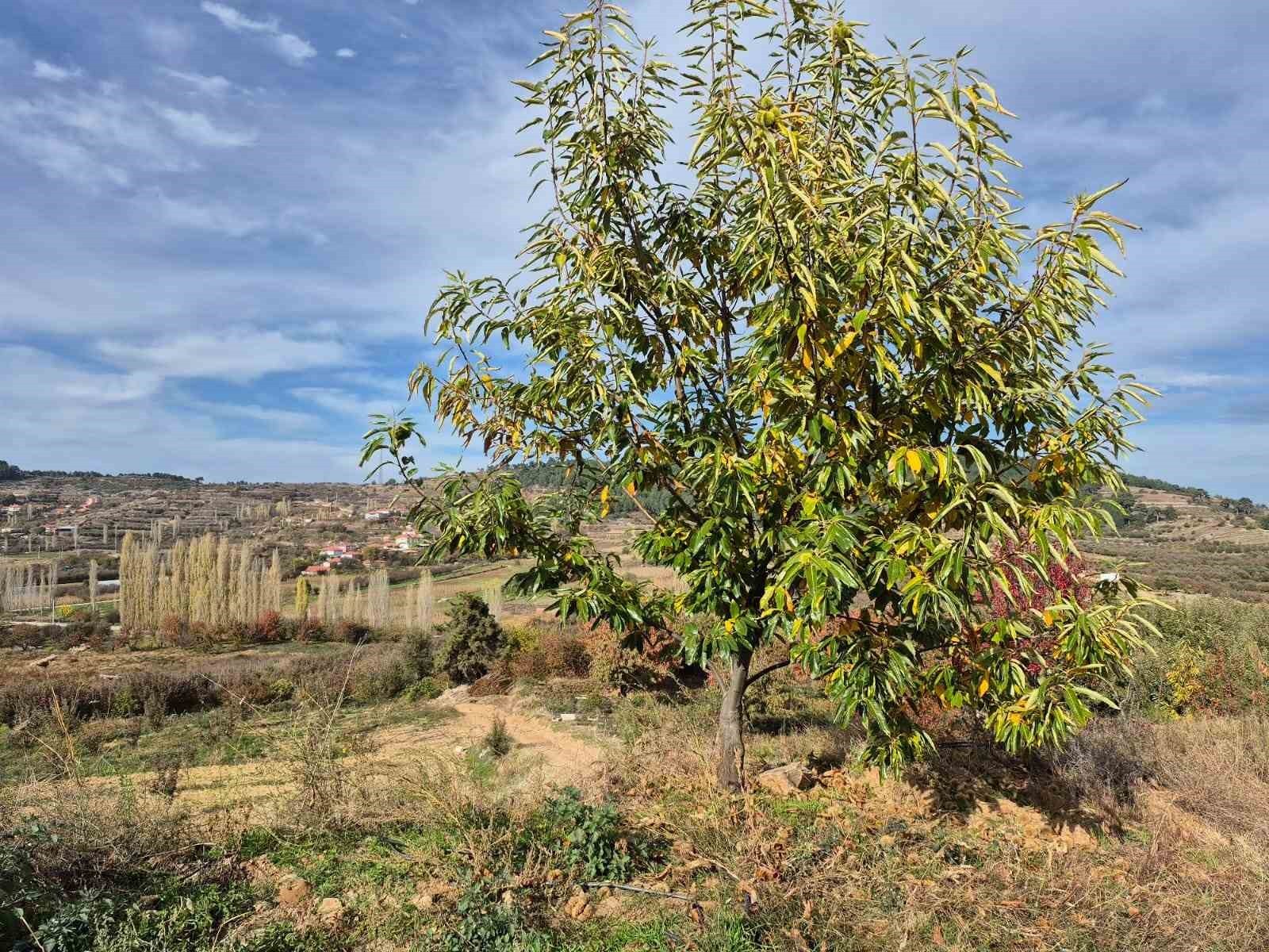 DENİZLİ’NİN BULDAN İLÇESİNDE COĞRAFİ İŞARETLİ ŞEKERCİK CİNSİ ALANDIZ KESTANESİNDE HASAT BAŞLADI....