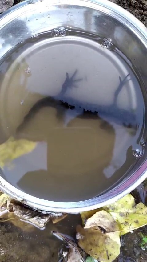 DENİZLİ’NİN BULDAN İLÇESİNDE TARİHİ KUYUDAN SU ÇEKEN VATANDAŞ KOVASINDA SEMENDERLERİ GÖRÜNCE...