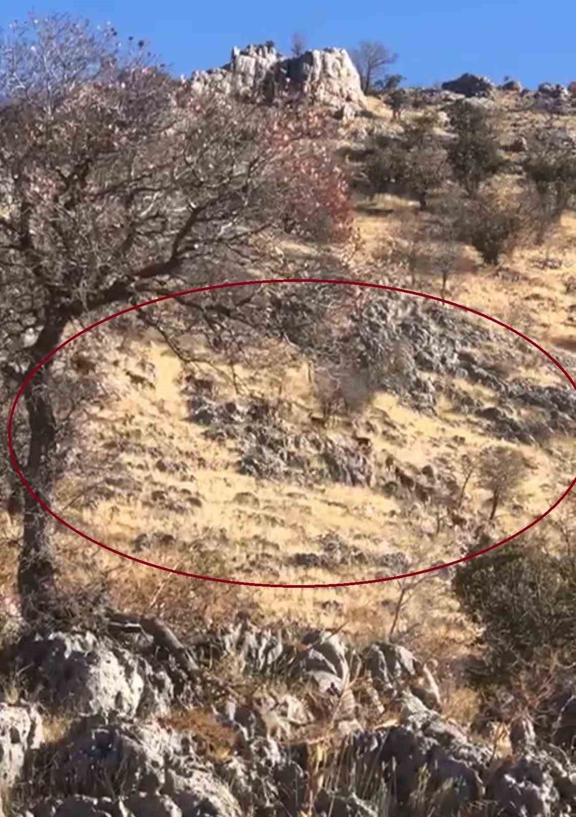 DİYARBAKIR'IN ÇERMİK İLÇESİNDEKİ MİRĞAN DAĞI'NDA SÜRÜ HALİNDE GEZEN DAĞ KEÇİLERİ...