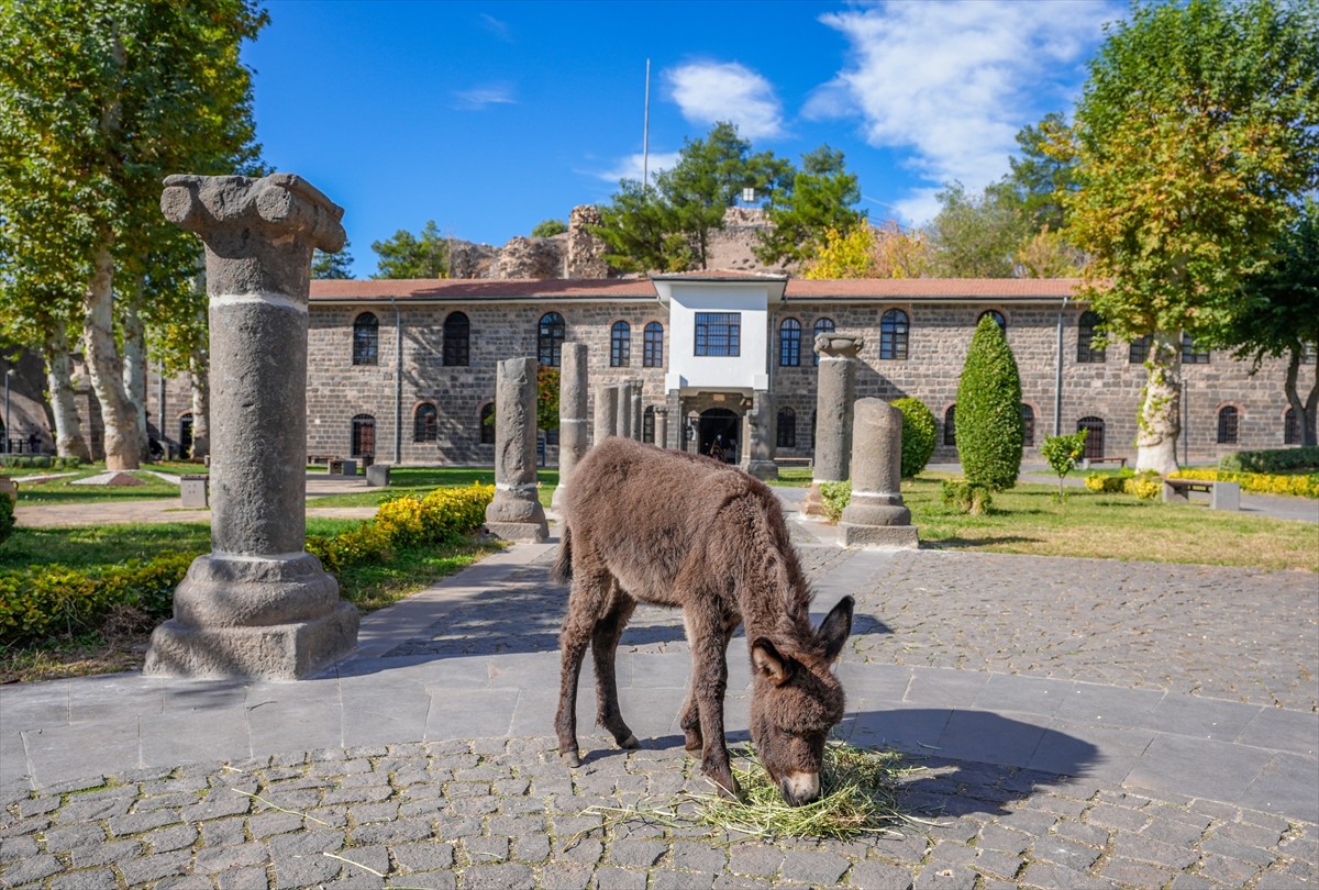 Diyarbakır'ın merkez Sur ilçesinde İçkale Müze Kompleksi'nde koruma altına alınan sıpa "Midas"...
