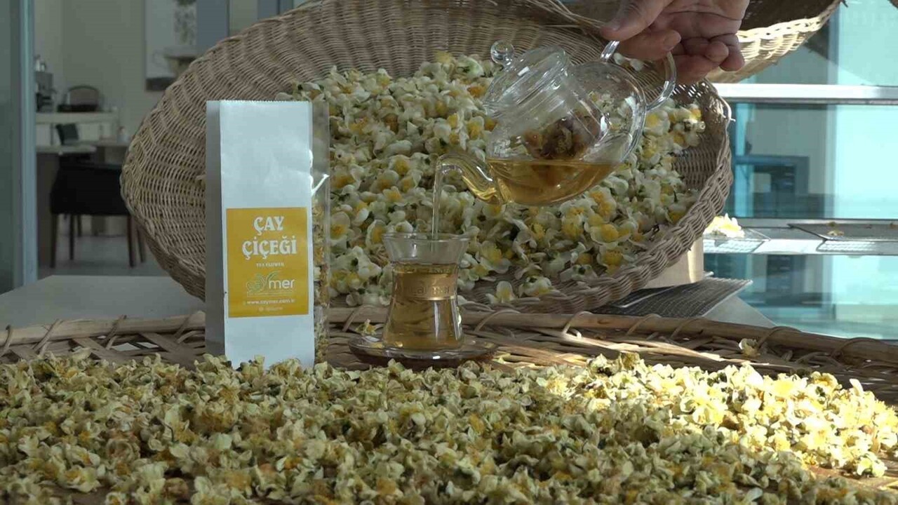 DOĞU KARADENİZ BÖLGESİNİN GEÇİM KAYNAĞI ÇAY YENİ ÜRÜNÜ OLAN VE KİLOSU 6 BİN TL’DEN SATILAN ‘ÇAY...