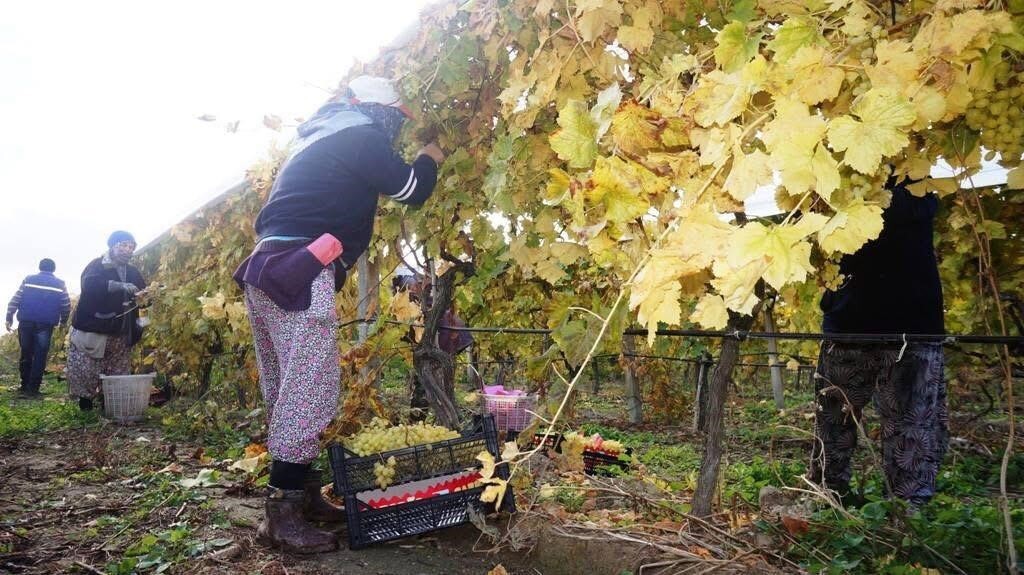 DÜNYACA ÜNLÜ SULTANİ ÇEKİRDEKSİZ ÜZÜMÜNÜN YETİŞTİRİLDİĞİ MANİSA'NIN SARIGÖL İLÇESİNDE KIŞ AYLARINA...