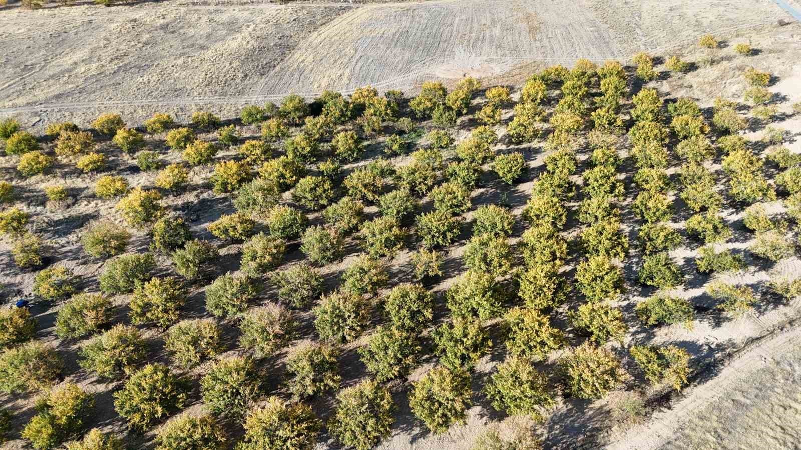 DÜNYADAKİ KURU KAYISI ÜRETİMİNİN BÜYÜK BÖLÜMÜNÜN KARŞILANDIĞI MALATYA’DA NİSAN AYINDA ETKİLİ OLAN...