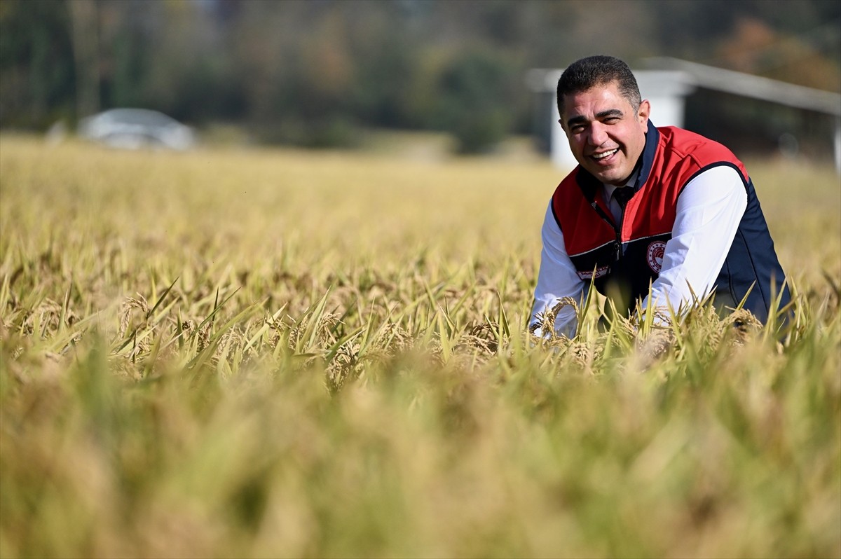 Düzce'de devlet desteğiyle dağıtılan coğrafi işaretli Konuralp pirinci yetiştiriciliğinde...