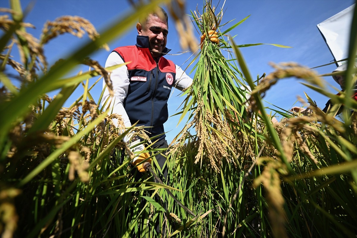 Düzce'de devlet desteğiyle dağıtılan coğrafi işaretli Konuralp pirinci yetiştiriciliğinde...