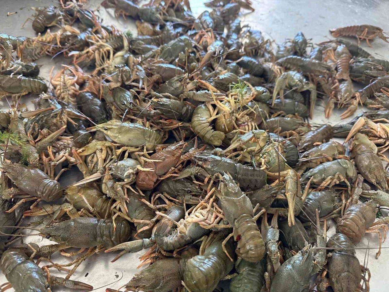 EĞİRDİR GÖLÜ’NDE KEREVİT AVCILIĞI 15 KASIM 2025 İTİBARIYLA YASAKLANDI. YASAK 15 HAZİRAN 2026’YA...