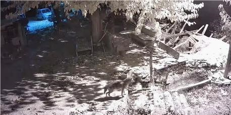 ELAZIĞ'DA YİYECEK ARAYAN ÇAKAL GÜVENLİK KAMERALARI TARAFINDAN GÖRÜNTÜLENDİ.