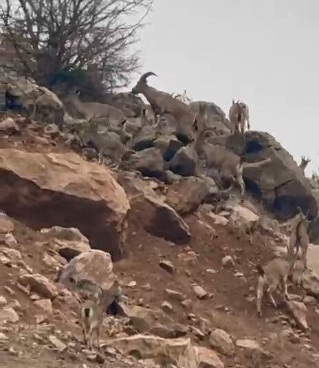 ELAZIĞ'IN PALU İLÇESİNDE KORUMA ALTINDAKİ DAĞ KEÇİLERİ SÜRÜ HALİNDE GÖRÜNTÜLENDİ.