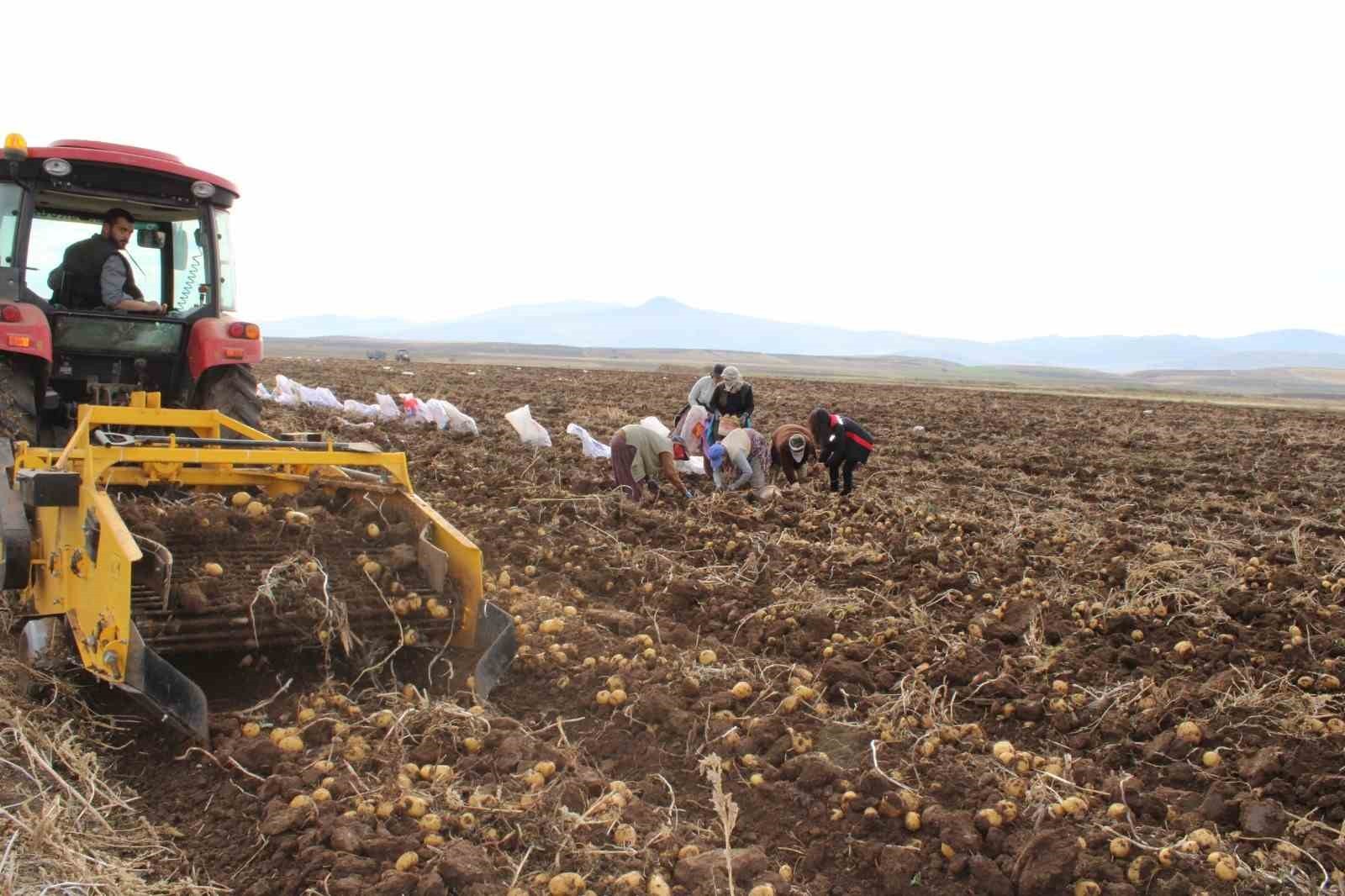 ERZİNCAN’IN TERCAN İLÇESİNDE KIŞLIK PATATES HASADI SÜRERKEN, KALİTELİ VE LEZZETLİ ÜRÜNLER TÜRKİYE...