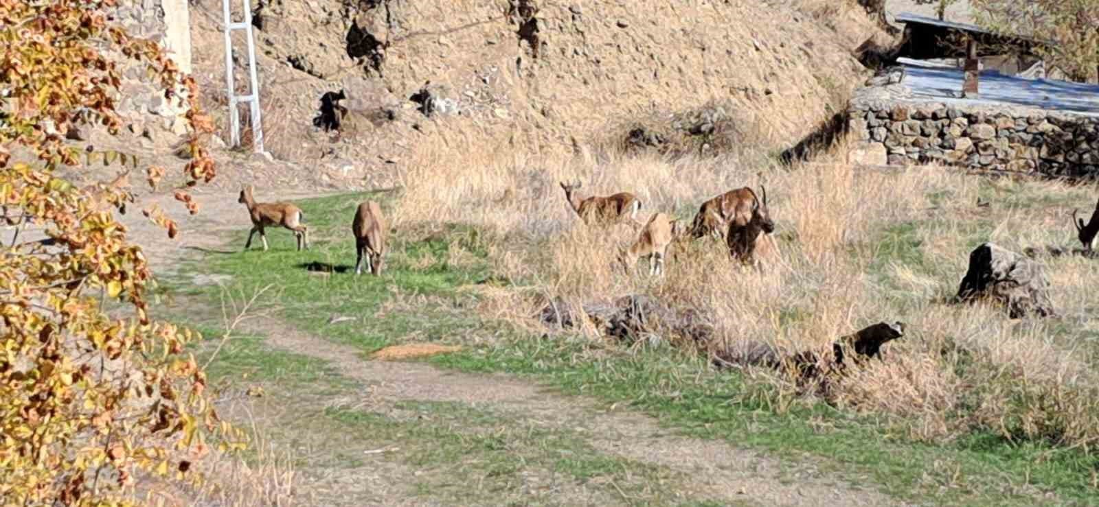 ERZURUM'UN OLUR İLÇESİ ORMANAĞZI KÖYÜNDE, YABAN KEÇİLERİ KÖY İÇİNE KADAR GİREREK EVLERİN ARASINDA...