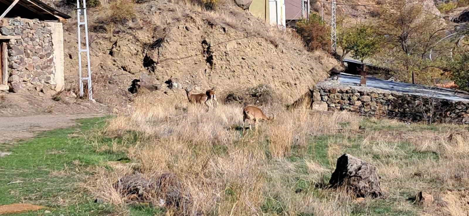 ERZURUM'UN OLUR İLÇESİ ORMANAĞZI KÖYÜNDE, YABAN KEÇİLERİ KÖY İÇİNE KADAR GİREREK EVLERİN ARASINDA...