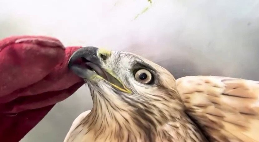 ERZURUM’DA BİTKİN HALDE BULUNAN BİR KIZIL ŞAHİN, GEREKLİ BAKIM VE BESLENMESİNDEN SONRA SAĞLIĞINA...