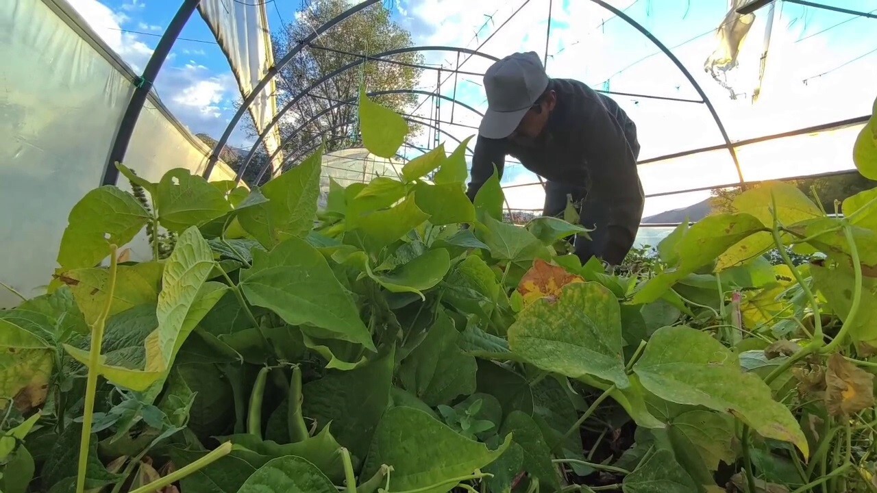 ERZURUM’UN İSPİR İLÇESİNDE YETİŞTİRİLEN DÜNYACA ÜNLÜ İSPİR FASULYESİ, ARTIK SADECE TÜRKİYE’NİN...