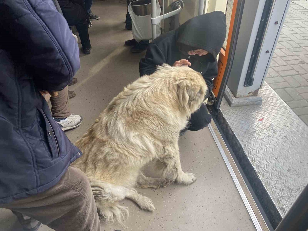 ESKİŞEHİR’DE TRAMVAYA BİNEN KÖPEK YOLCULARIN İLGİ ODAĞI OLURKEN, SEVİMLİ HAYVANI ŞEFKATLE SEVEN...