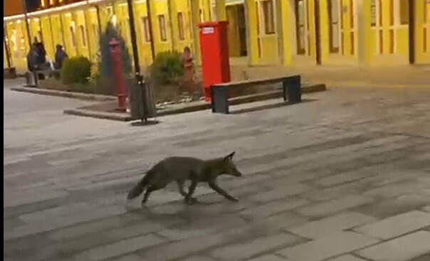 ESKİŞEHİR KENT MERKEZİNDE BULUNAN TREN GARINDA GÖRÜLEN TİLKİ YOLCULARIN ŞAŞKIN BAKIŞLARI ARASINDA...