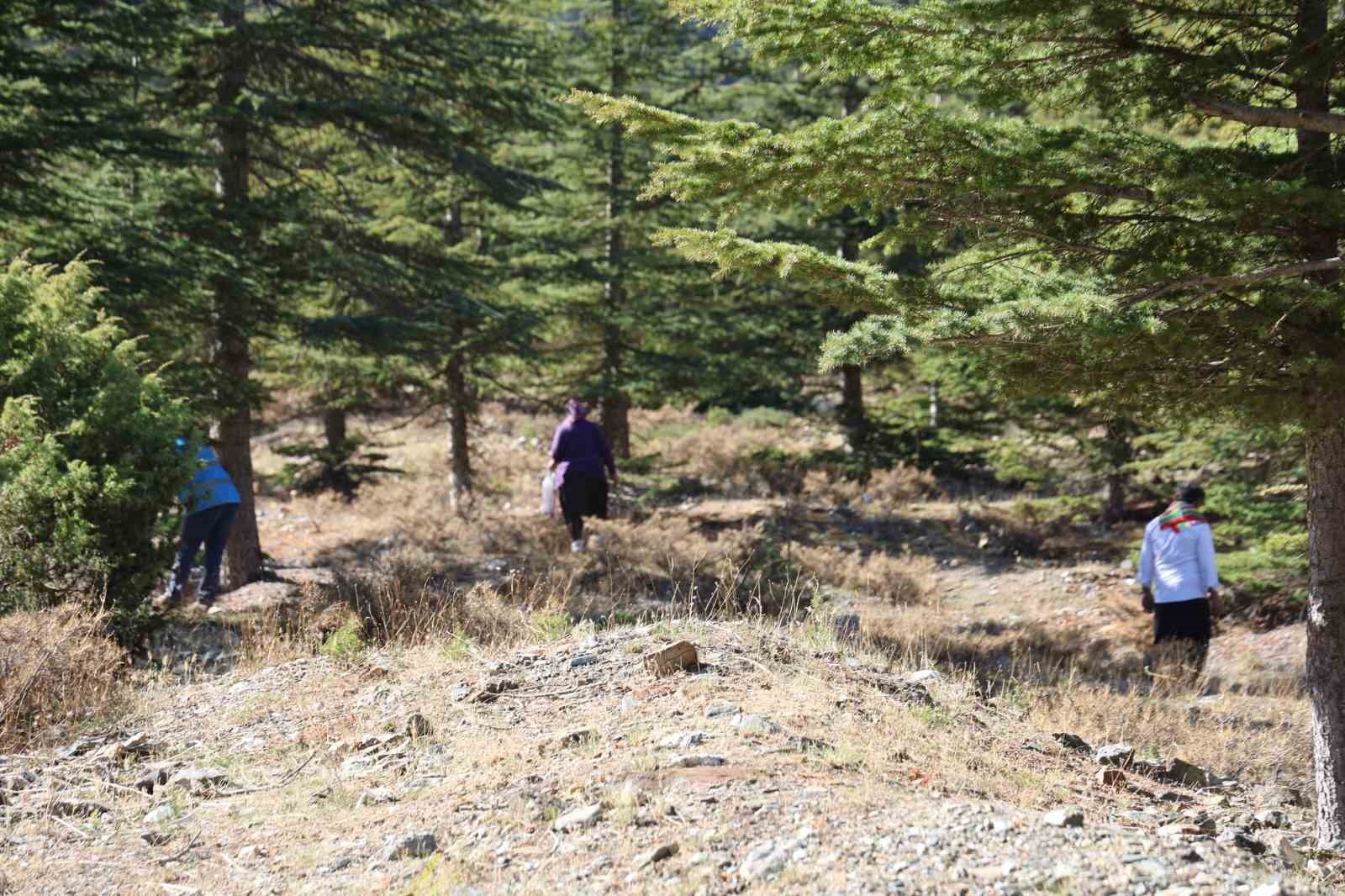 FEKE İLÇESİNDE ORMAN KÖYLÜLERİ, KİLOSU BİN LİRAYA KADAR YAKLAŞAN "SEDİR (KATRAN) MANTARI" İÇİN...