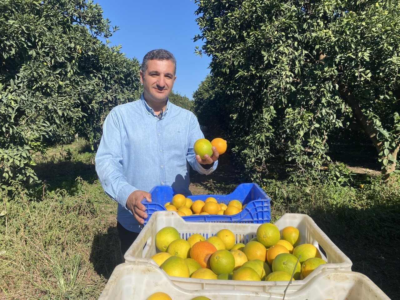 FİNİKELİ ÜRETİCİ  ÖMER BİLAL, 150 DEKAR ALANDA NARENCİYE ÜRETİMİ GERÇEKLEŞTİRİYOR. BİLAL, PORTAKAL...