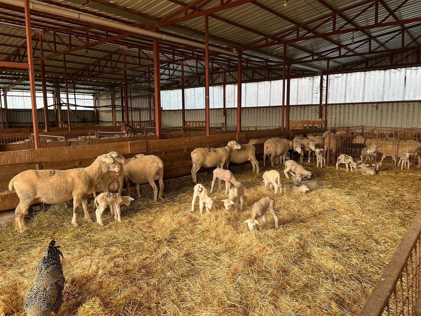 GENÇ GİRİŞİMCİYE YÜZDE 100 HİBE DESTEĞİYLE HAYVANCILIK PROJESİ