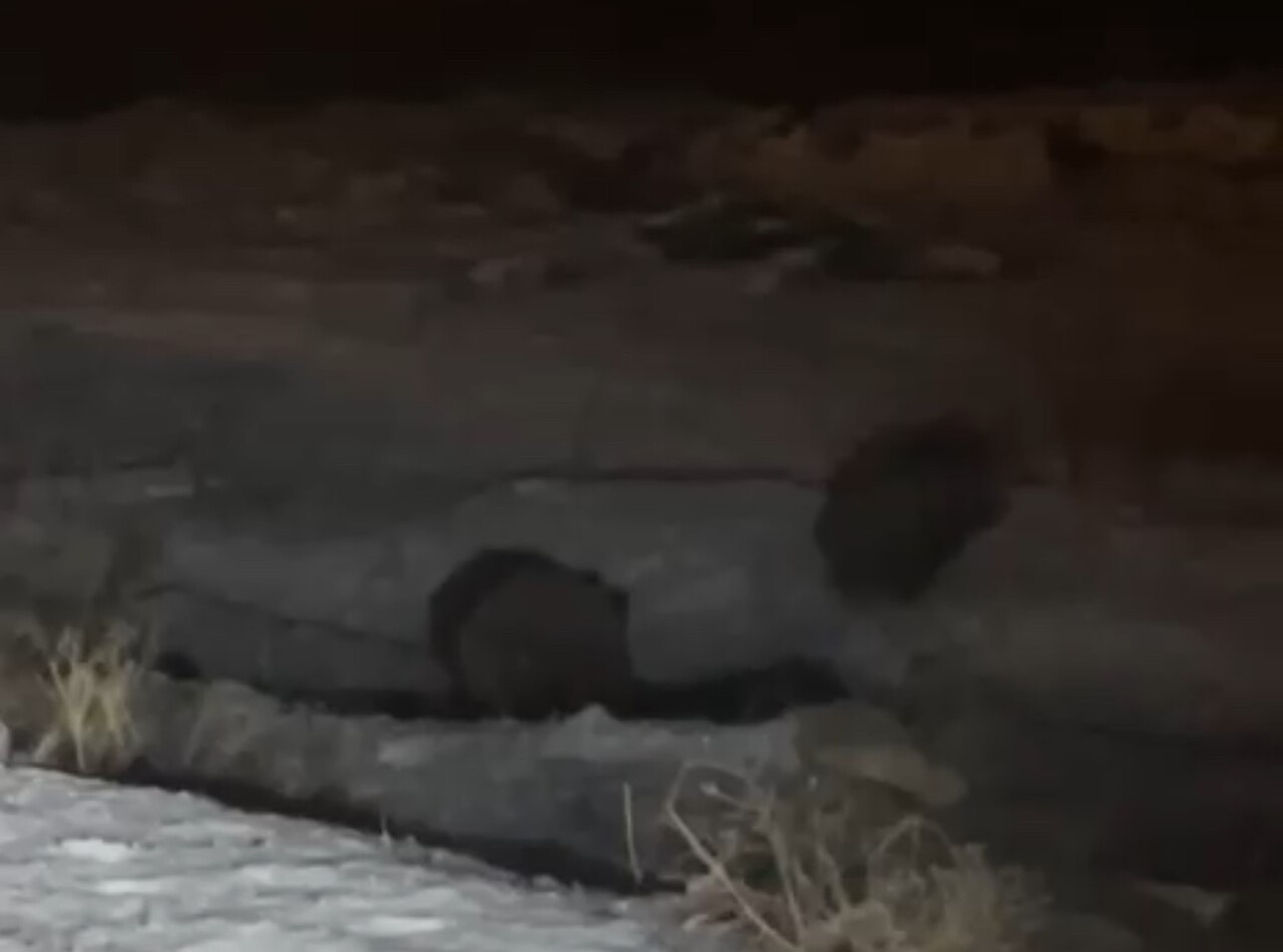 HAKKARİ’NİN YÜKSEKOVA İLÇESİNDE ANA CADDEYE İNEN İKİ BÜYÜK YABAN DOMUZU, ÇEVREDEKİ VATANDAŞLAR...