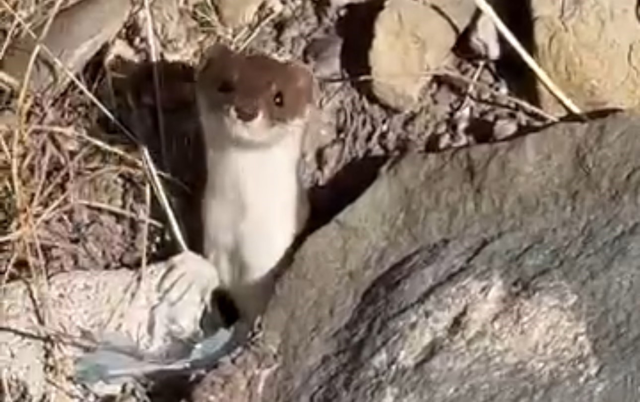 HAKKARİ’NİN YÜKSEKOVA İLÇESİNDE, ENDER RASTLANAN GELİNCİK TÜRLERİNDEN BİRİ VATANDAŞLAR TARAFINDAN...