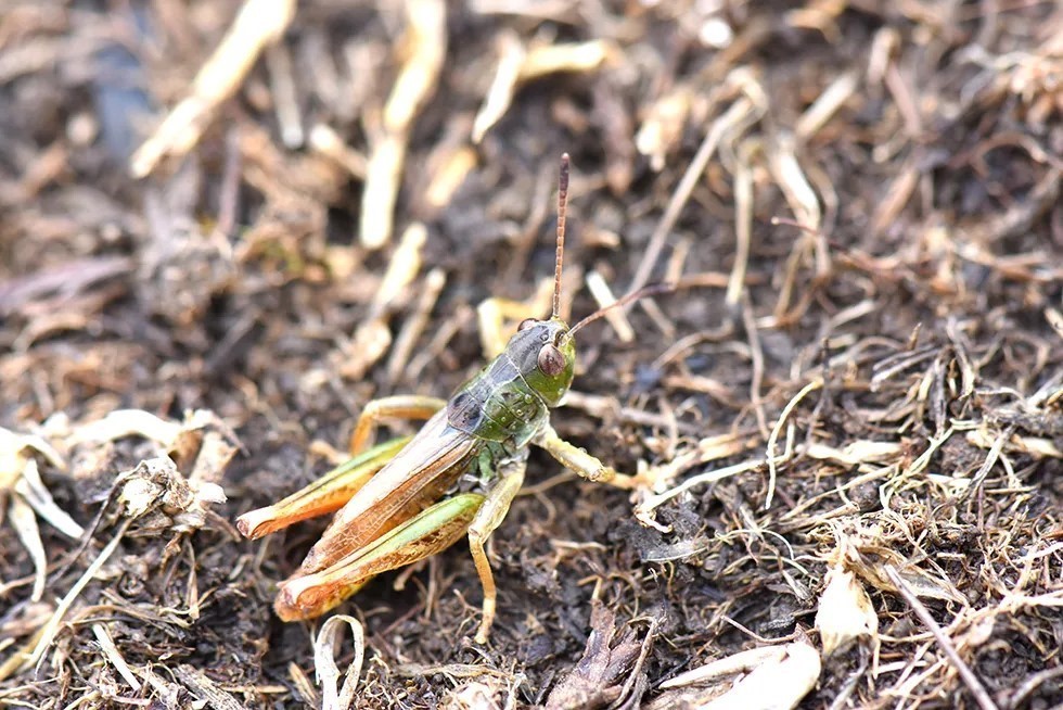HAKKARİ ÜNİVERSİTESİ LİSANSÜSTÜ EĞİTİM ENSTİTÜSÜ BİYOLOJİ ANABİLİM DALI VE BİYOLOJİK ÇEŞİTLİLİK...