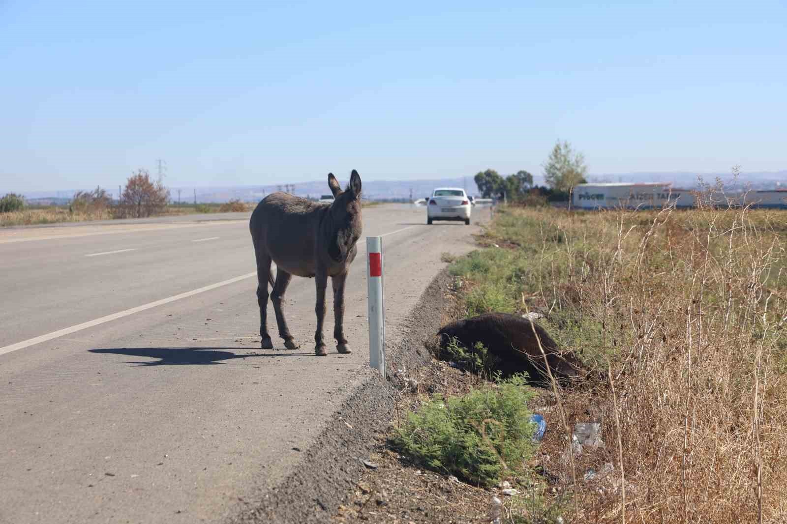 HATAY’DA ARACIN ÇARPMASIYLA TELEF OLAN EŞEĞİN ÖLMESİYLE YALNIZ KALAN SIPAYA, HATAY BÜYÜKŞEHİR...