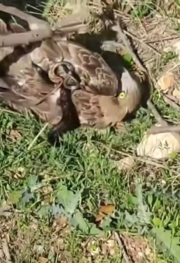 HATAY’DA YILAN VE KARTALIN YAŞAM SAVAŞI VATANDAŞIN CEP TELEFONU KAMERASINA YANSIDI