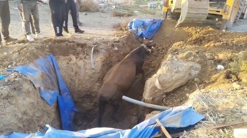 HATAY’IN KIRIKHAN İLÇESİNDE ÇUKURA DÜŞEN BÜYÜKBAŞ HAYVAN, İTFAİYE EKİPLERİ TARAFINDAN...