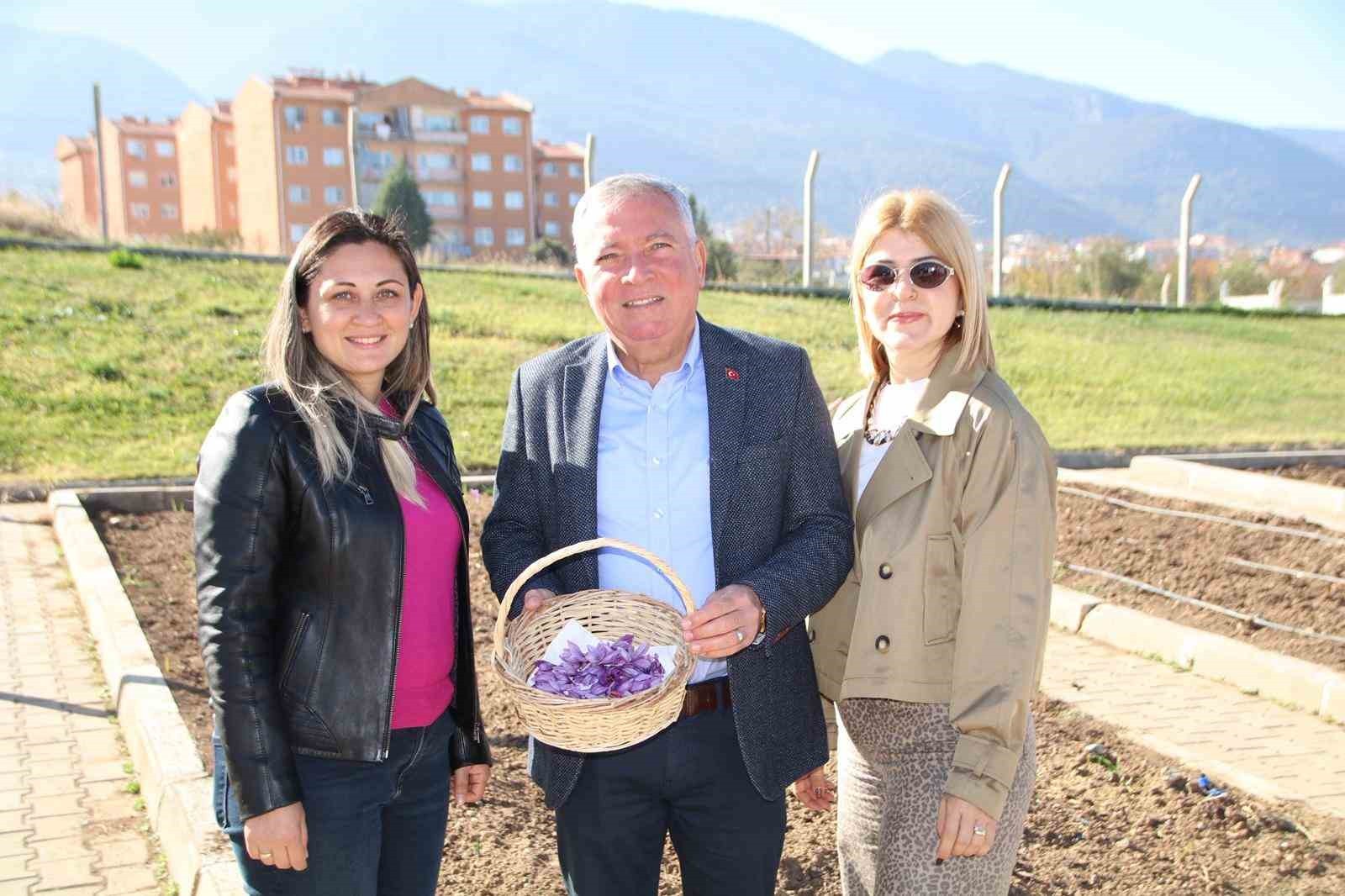 HONAZ BELEDİYESİ YEREL TOHUM MERKEZİ’NDE YAKLAŞIK BİR AY ÖNCE TOPRAKLA BULUŞTURULAN SAFRAN...