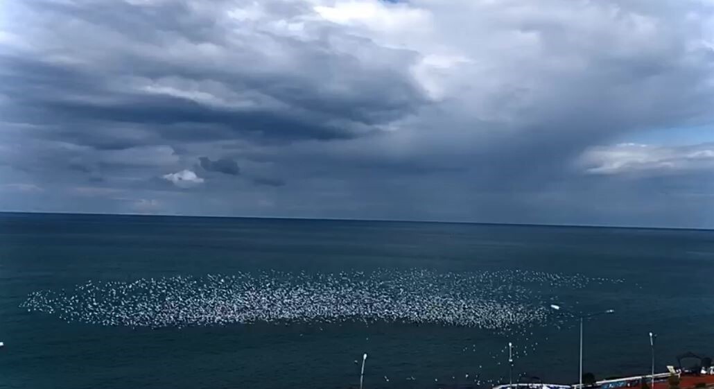 HOPA’DA DENİZ ÜZERİNDE TOPLANAN YÜZLERCE MARTI, DALGAYI ANDIRAN UYUMLU HAREKETLERİYLE İZLEYENLERE...