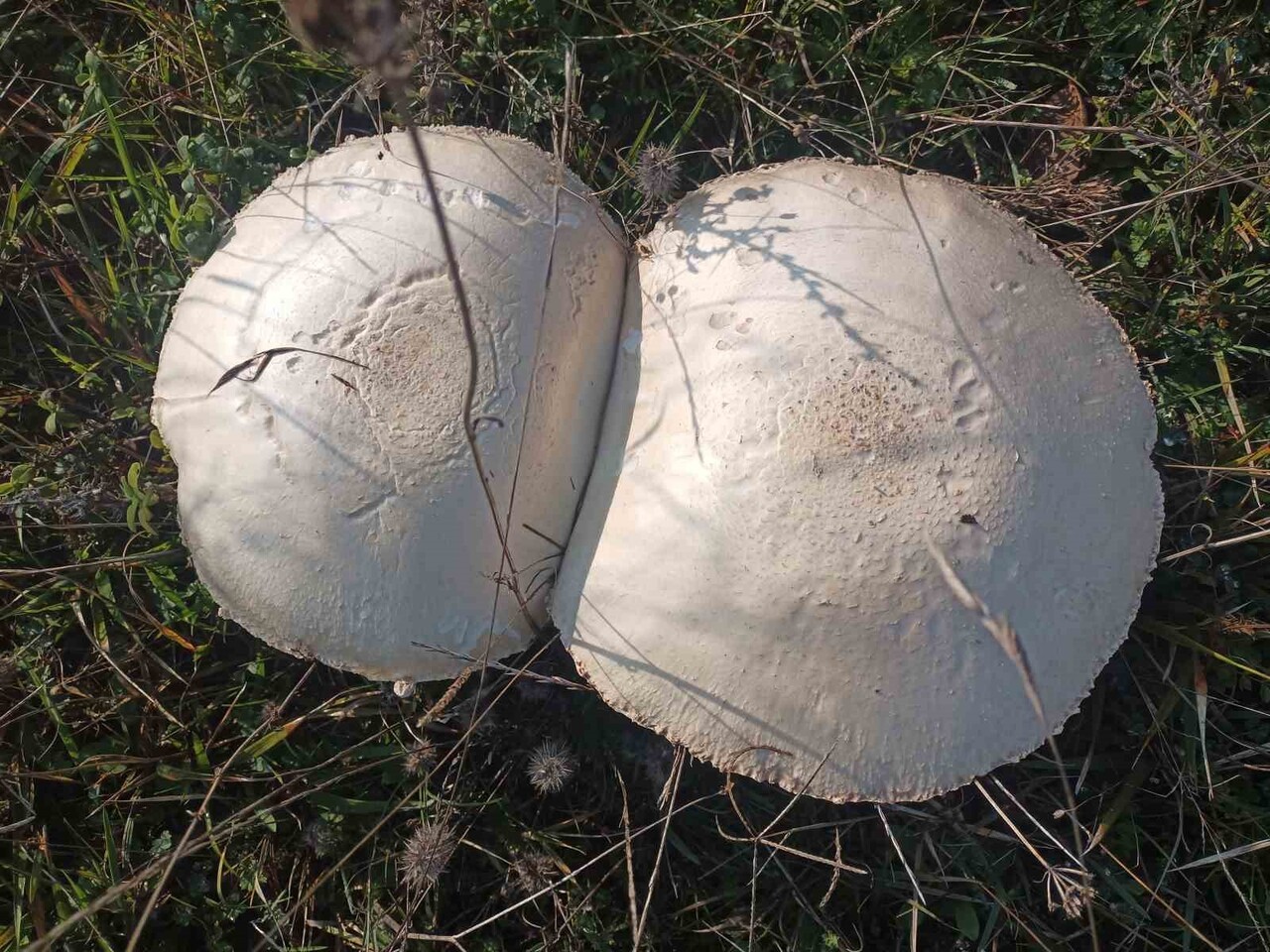 “İÇİ KIZIL” OLARAK BİLİNEN DOĞAL MANTARLAR, 25 SANTİMİ AŞAN DEV BOYUTLARIYLA GÖRENLERİ HAYRETE...