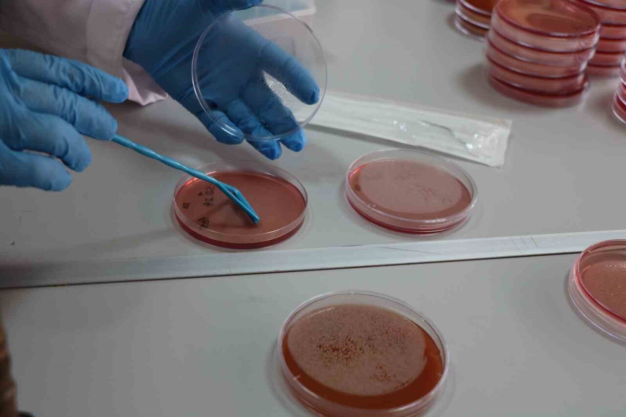 İNÖNÜ ÜNİVERSİTESİ FEN-EDEBİYAT FAKÜLTESİ BİYOTEKNOLOJİ ANABİLİM DALI TARAFINDAN ÇİĞ SÜT ÜZERİNE...