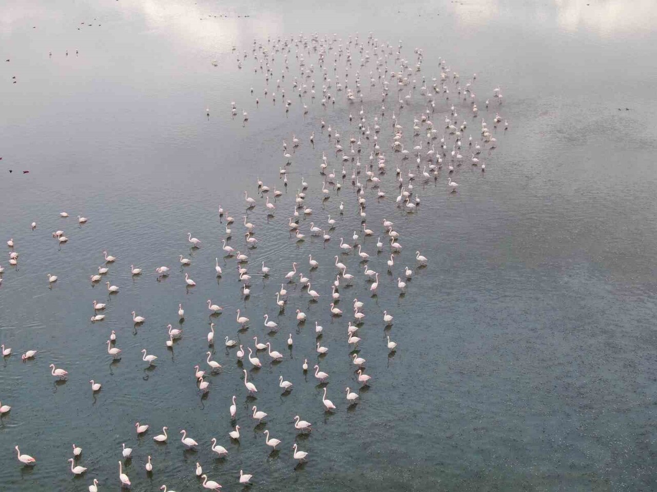 İRAN'IN URUMİYE GÖLÜ'NDE YAŞANAN CİDDİ KURUMA NEDENİYLE YÜZLERCE FLAMİNGO BU YIL VAN GÖLÜ...