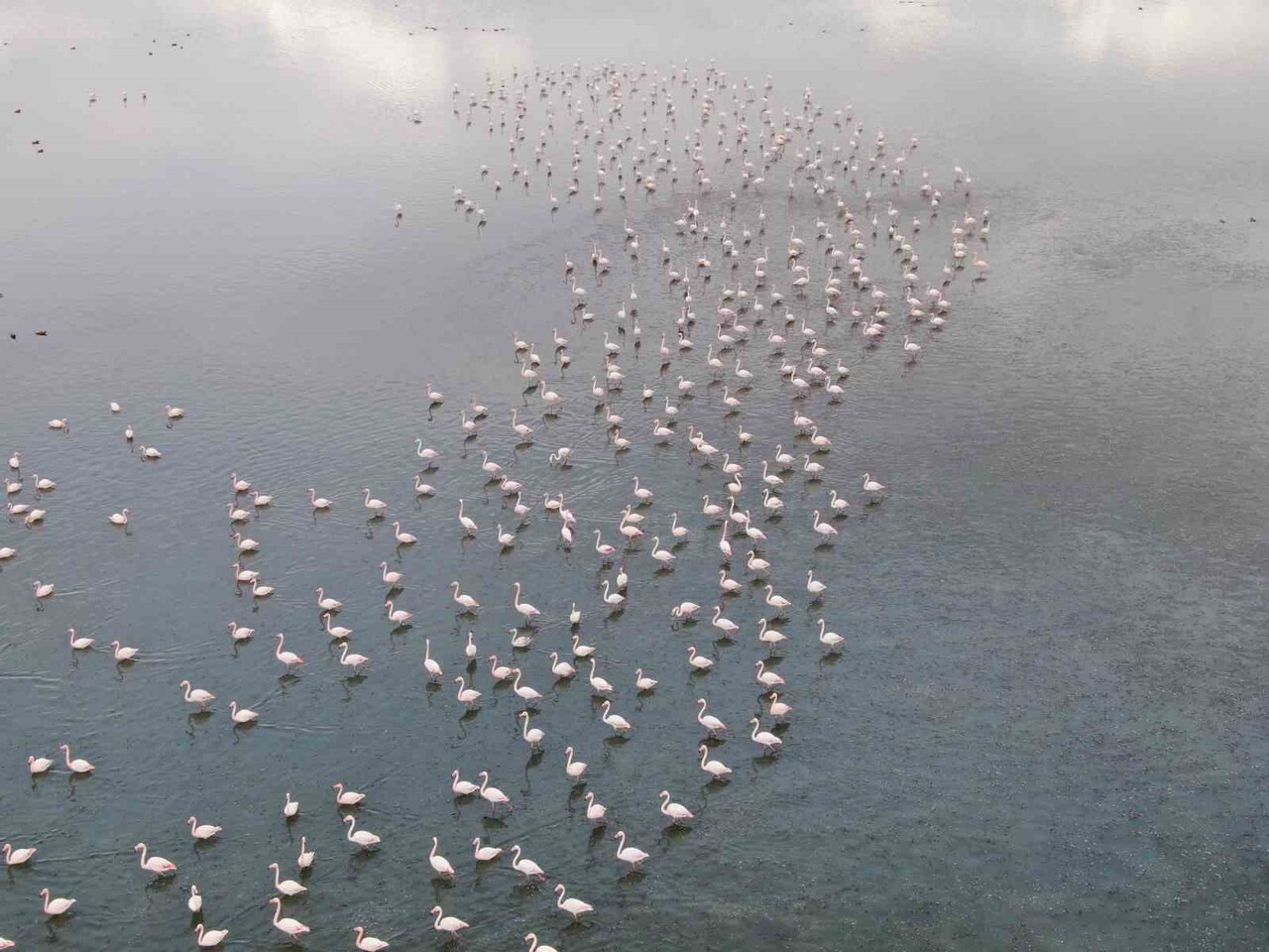 İRAN'IN URUMİYE GÖLÜ'NDE YAŞANAN CİDDİ KURUMA NEDENİYLE YÜZLERCE FLAMİNGO BU YIL VAN GÖLÜ...