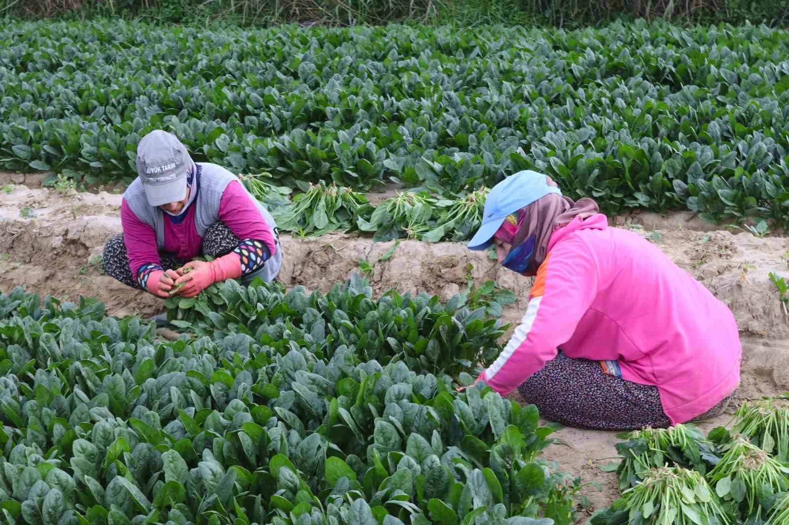 İZMİR’İN MENEMEN İLÇESİNDE KIŞ AYLARININ VAZGEÇİLMEZ SEBZELERİNDEN ISPANAĞIN HASADI DEVAM EDİYOR....